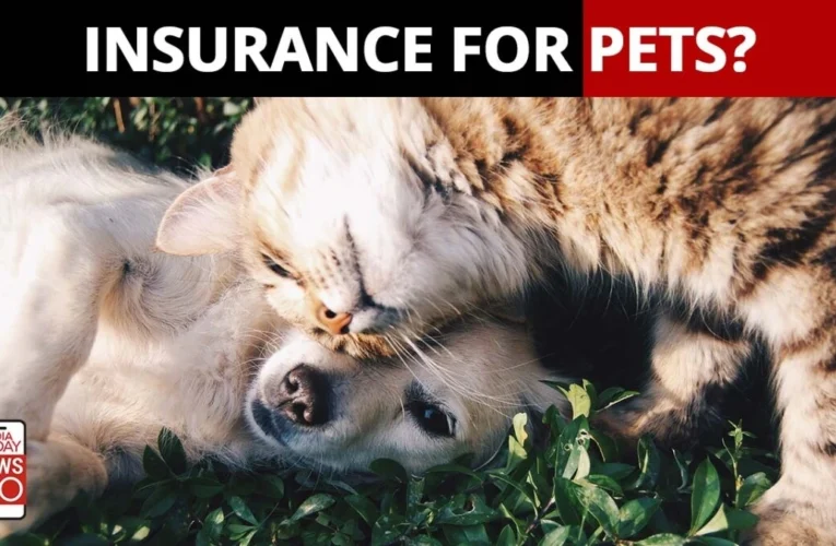 Furever Friends, Furever Care: A Guide to Pet Insurance in the US